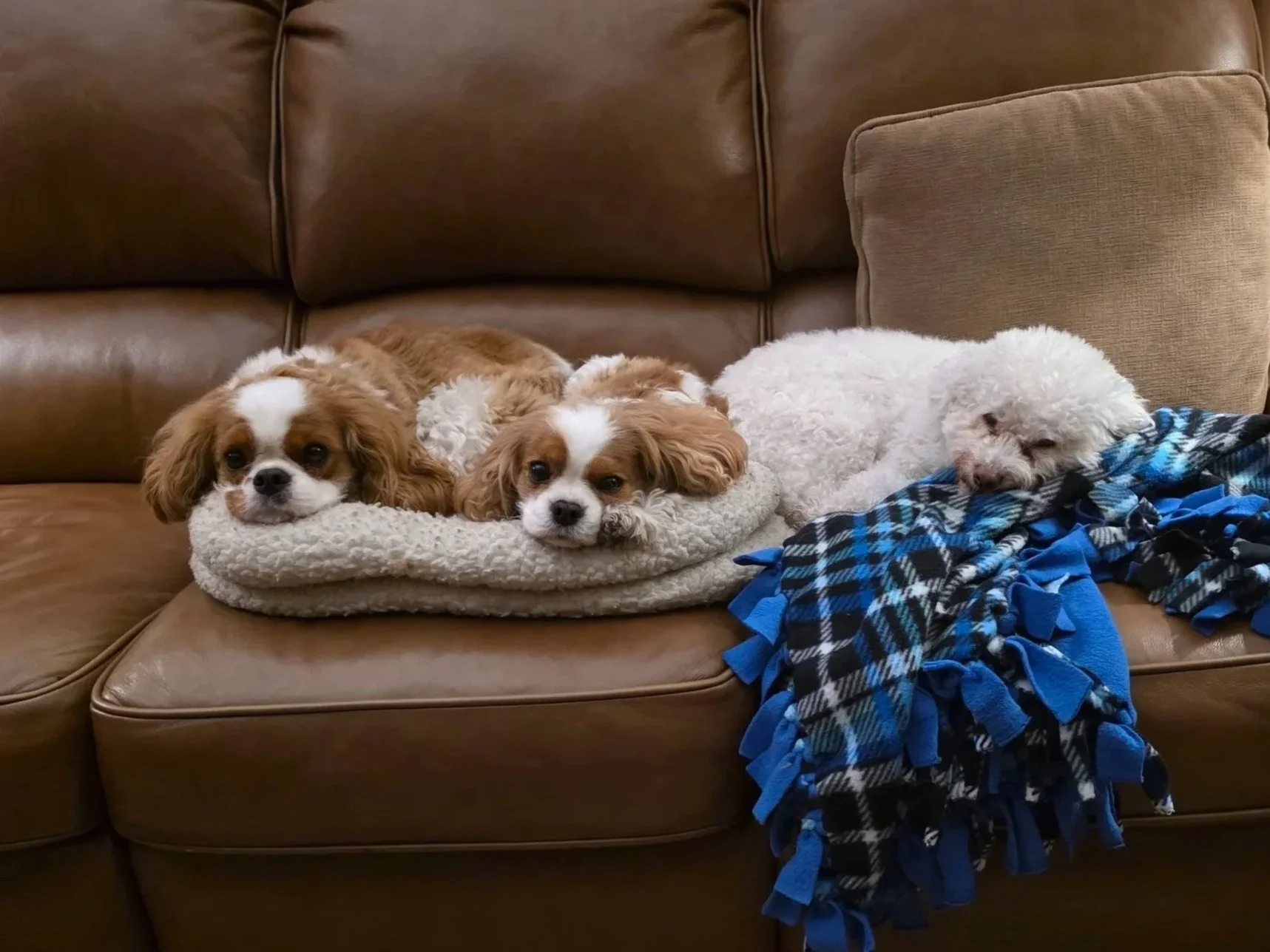 Sophie, the white one, is an 11 year old who came into our family 4 years ago. About a year later, after our Cavalier Zoey had gone to the Rainbow Bridge, we decided to bring another Cavalier into the family. This time a puppy. That would be Kirby on
