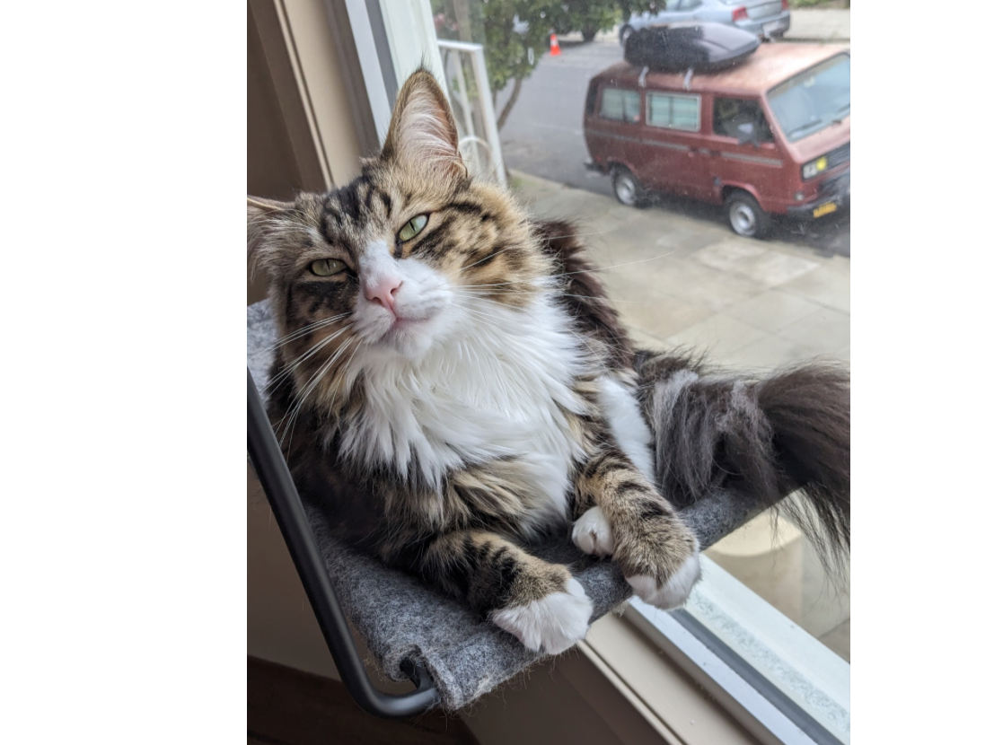 Teemu Salami. Teemu is one fast cat when he's not riding around in his old Vanagon parked out front.  He just celebrated his 3rd birthday and is named after hockey Hall of Famer (and known Porsche guy) Teemu Selanne, the Finnish Flash.   - Broc H