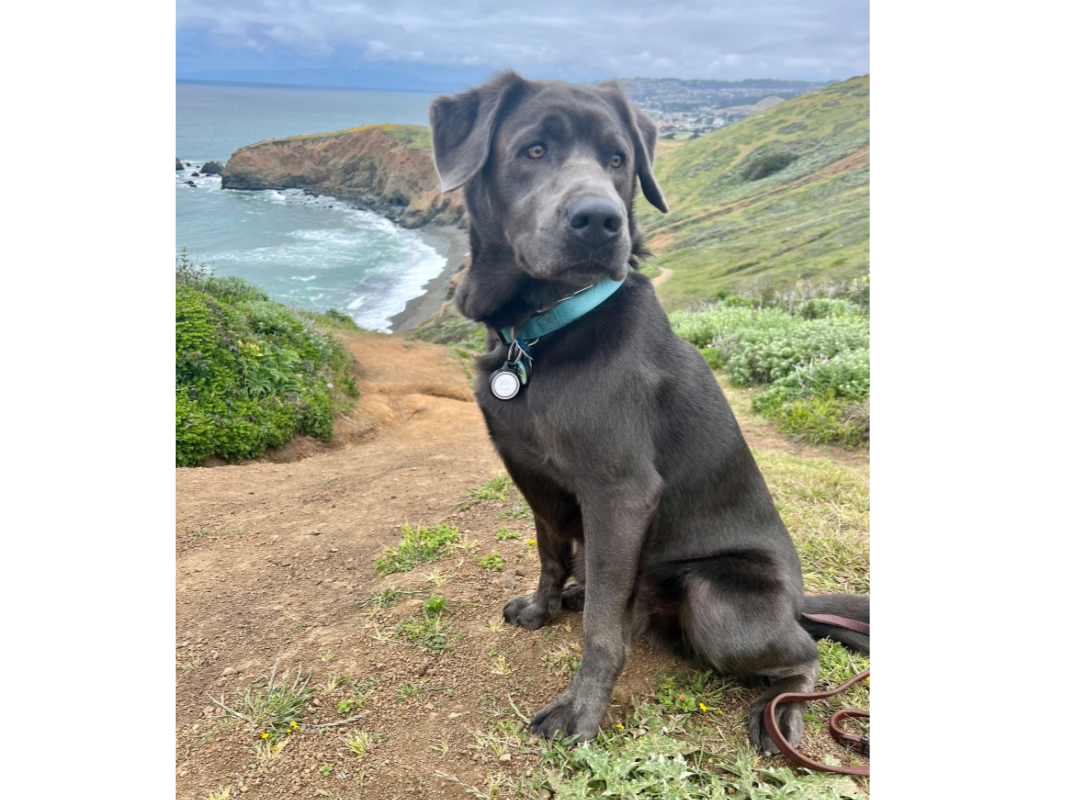 Ryder is our 5 year old Charcoal Labrador.  He loves to take trips in our camper van, meet people, see the country and share in all our road trip adventures.  He is super friendly and is training to be a Pet Therapy animal.  - David & Carla S