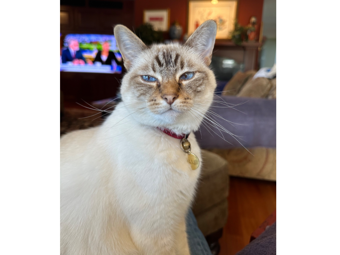 Bella is a unique Siamese. She’s a Chocolate Lynx Point Siamese. They are too smart and are able to open doors, tell you what they want, and are very vocal. She has the vestigial “M” on her forehead seen on a number of wild big cats such as tigers an