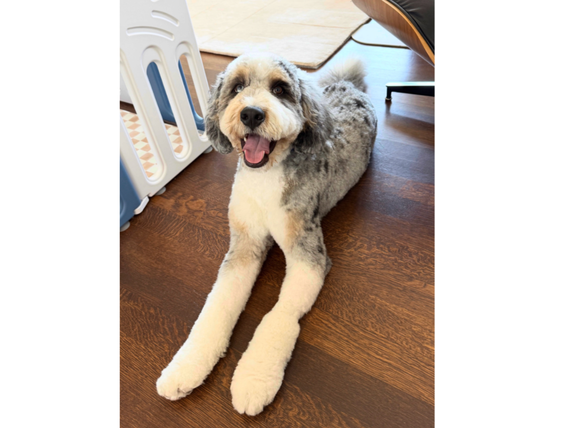 Kiko is a 2yr old Bernedoodle: part-Velcro dog, part-ball of energy - Antoine B