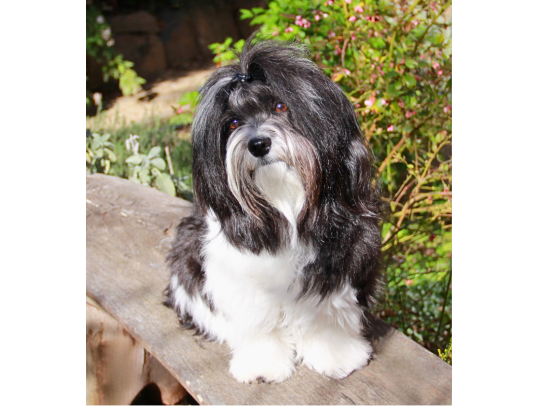Brontë is a Havanese whose name was inspired by the literary works of the Brontë sisters. She holds four AKC Trick Dog titles, is a certified AKC Canine Good Citizen, and serves as Chief Canine Officer of the SF Bay Area Havanese Group. When not work