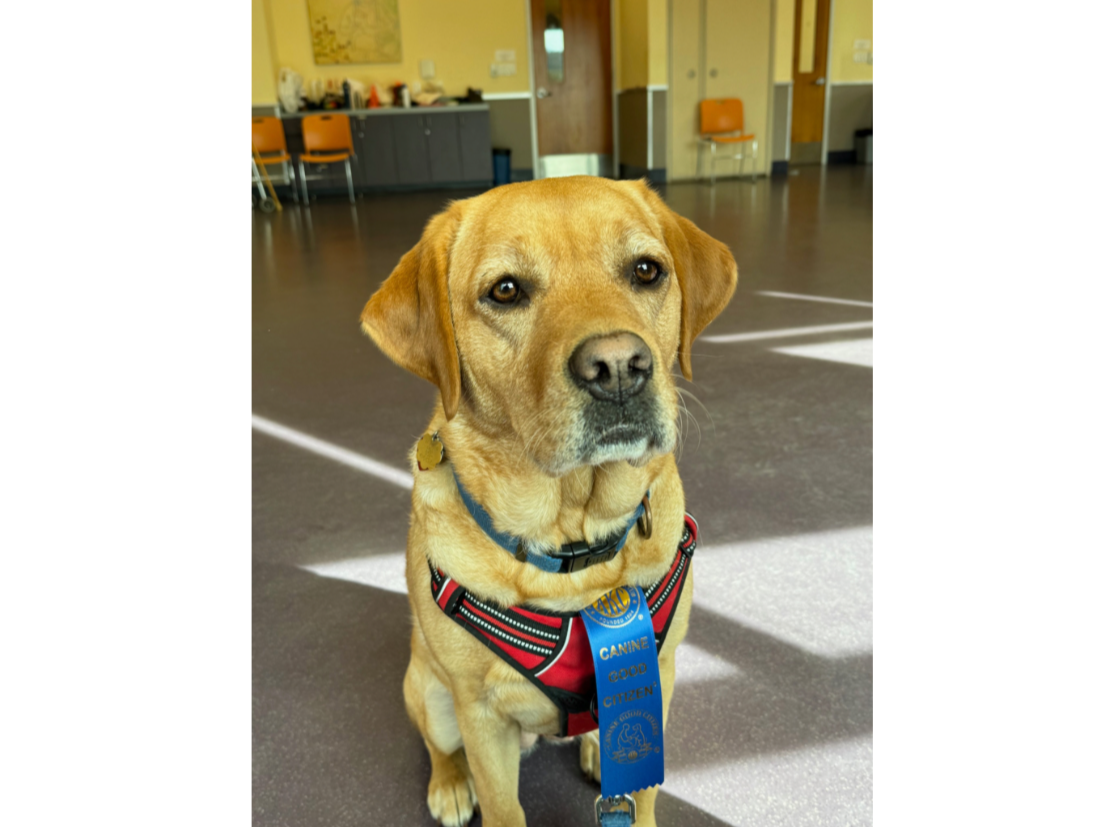 Belle is a 4 1/2 year old 70 lb Yellow Lab and can often be found with my wife performing therapy for kids at school, shut ins, and handicaped folks... via the Palo Alto Humane Society. - Chuck K