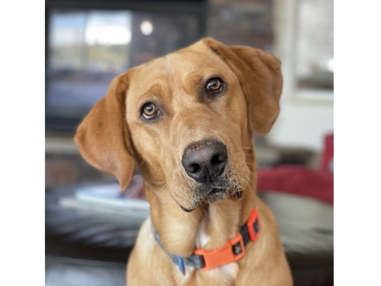 Tucker. Wonderful dog!  We adopted him as an older puppy because no one would take him after he injured his tail. - Sean M
