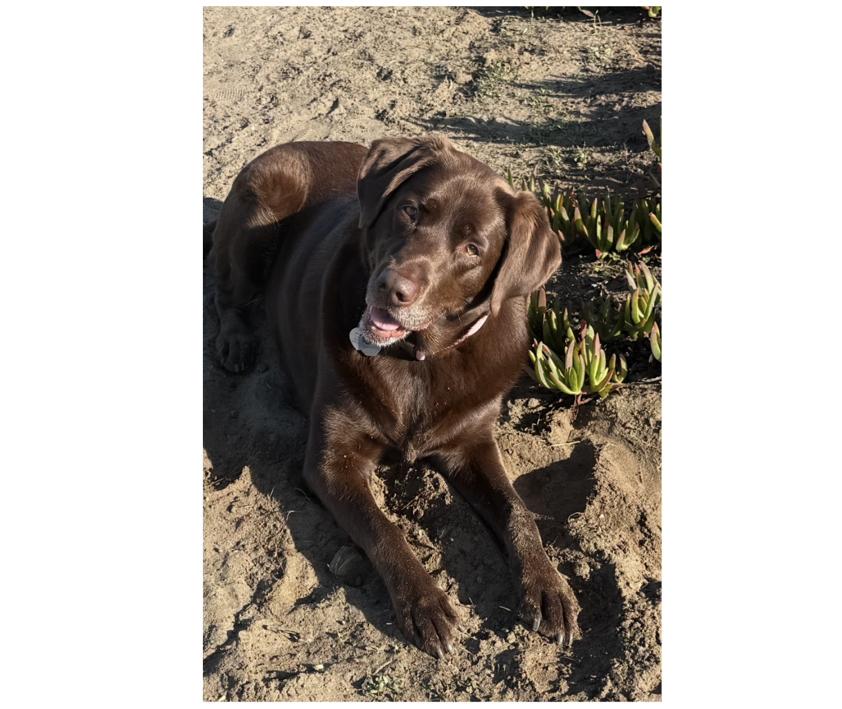 Me'Lee is a 6 year old Chocolate Labrador Retriever. She is laid back and loves food. Her pastime is hanging out with friends at the local dog park, swimming at Ocean Beach, SF or just chillin' at home. She loves people and people love her. - Patrici