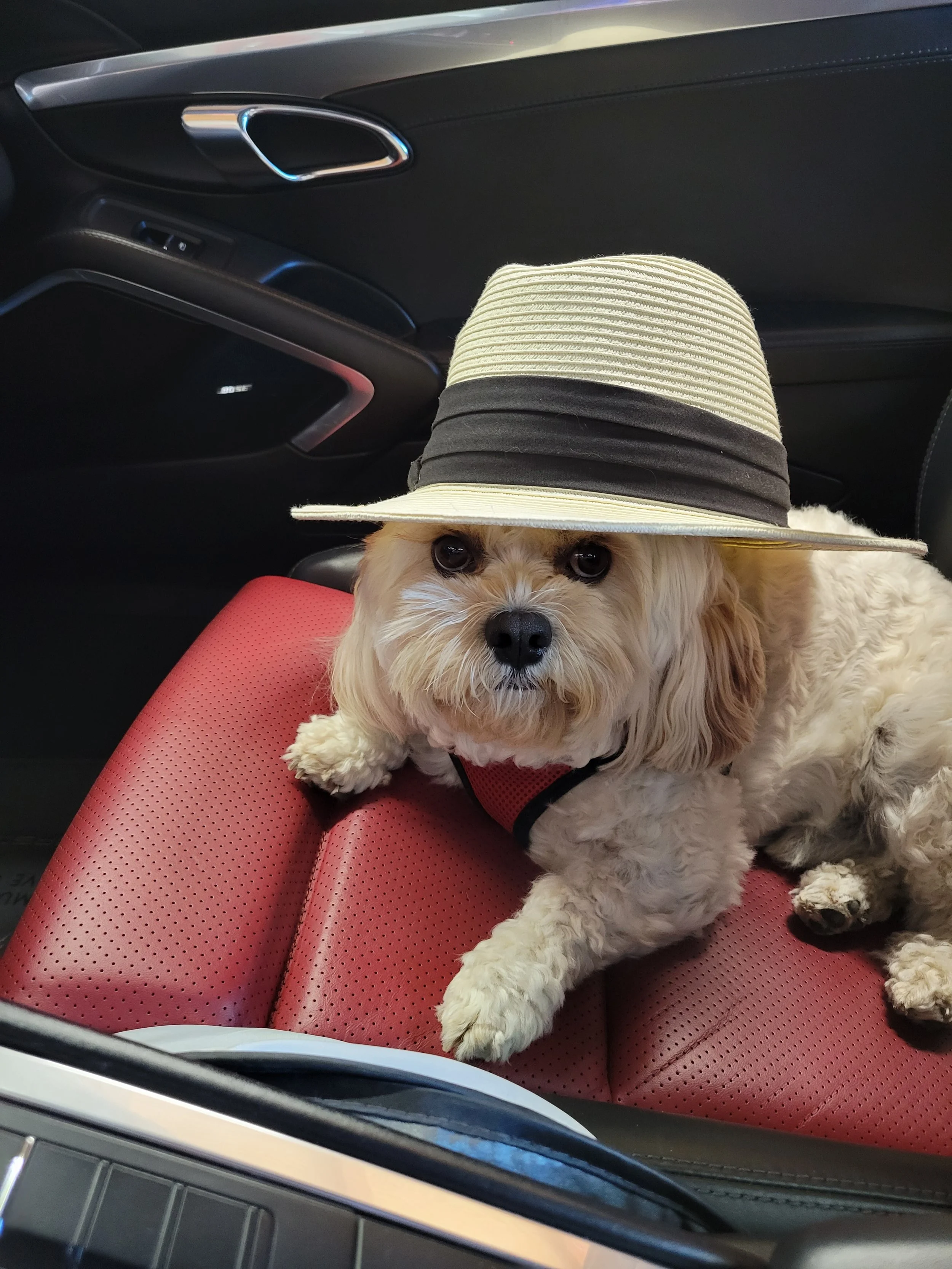 2/2 He enjoys to go out with his family to new places and on walks, trails or just going downtown to stroll the streets. He likes to go on drives in our 911 and sticks his head out the passenger window to view the world go by. - Frank V