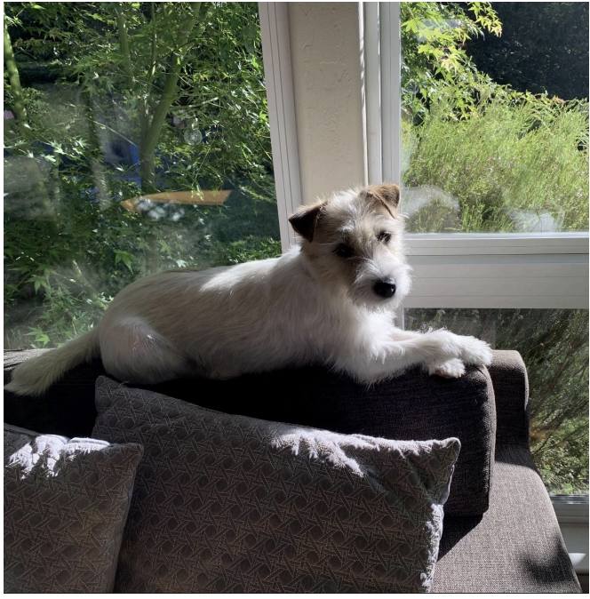 Hi everyone! 🙂 I am Hannah. I am a 6 year old
Persian Jack Russell Terrier. My hobbies are
playing fetch with a Kong, chasing rabbits
in my backyard, and LOVE getting treats. I love
to play with all the dogs in the neighborhood. I’m the friendliest 