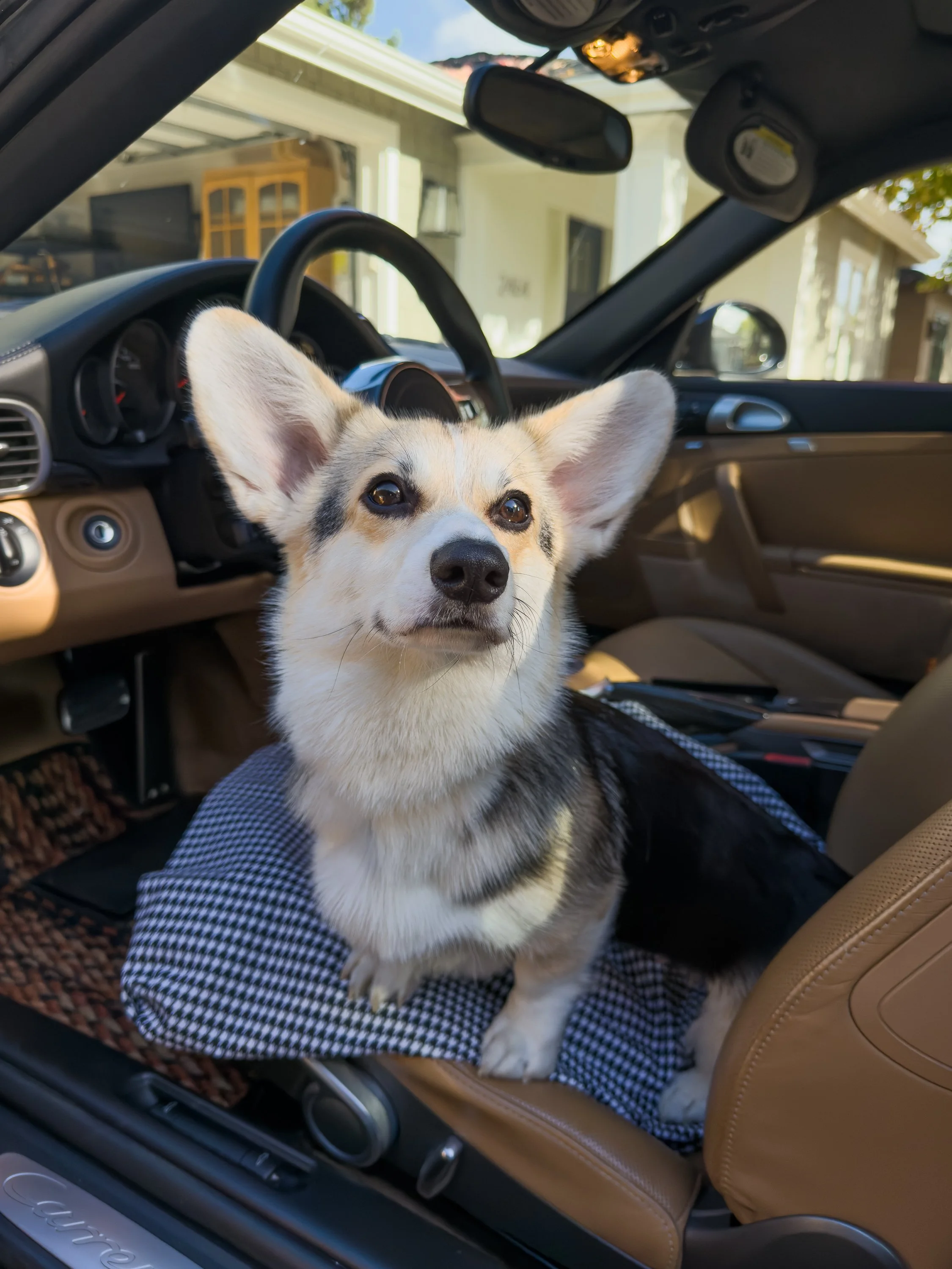 Olive is a one year old corgi living her best life in Redwood City. She is a tri-color mix of carrera white, natural brown, and basalt black. She loves her Wubba Kong and the stinkiest snacks one can buy at Pet Food Express. She hates IMS failures an