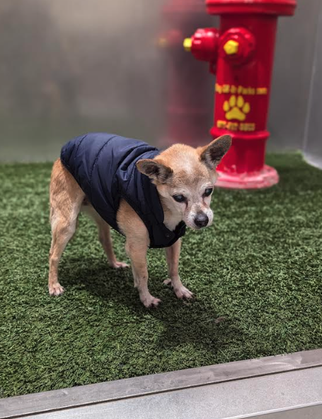 Ziggy is 19 years old. Half Deaf, half blind, but 100% lovable and still very very smart. He has a slight heart Murmur but hes a fighter and has won mutiple pet shows due to his experience and his cute lovable face. Eventhough he is 19, hes still awa