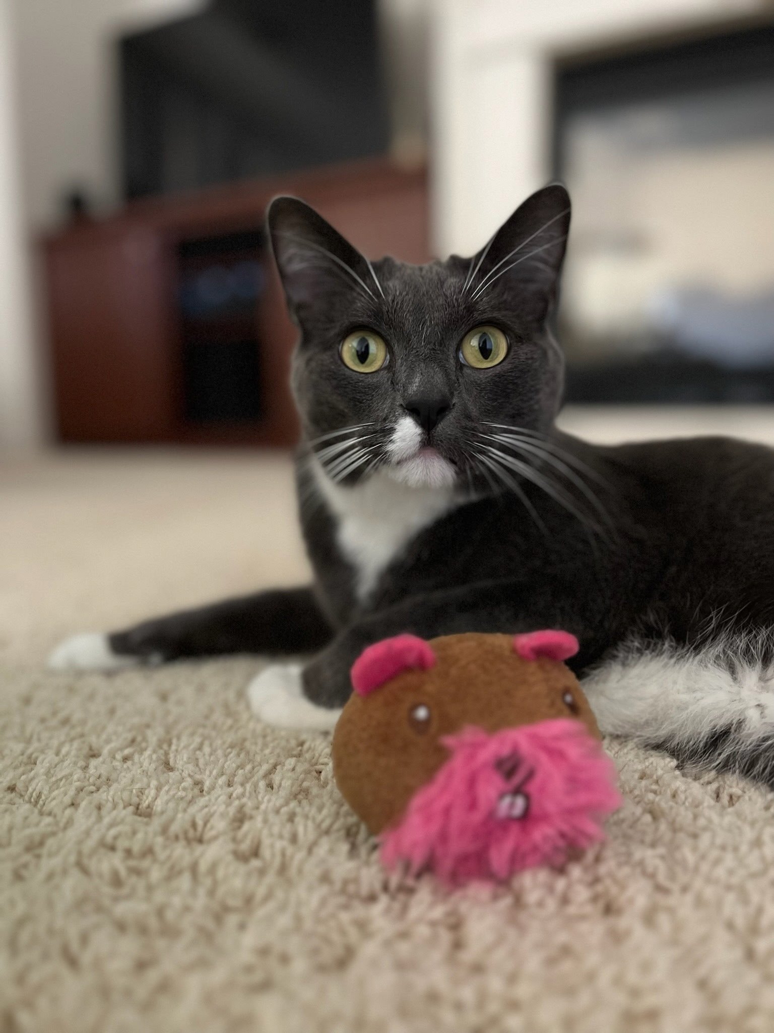 Gilbert - 4 years old,  has perfected the innocent look after just committing a tiny crime. He's thinking: "Yes, I know I shouldn't leave this toy right here, but it's too much fun watching the humans trip over it.  - Wen S.