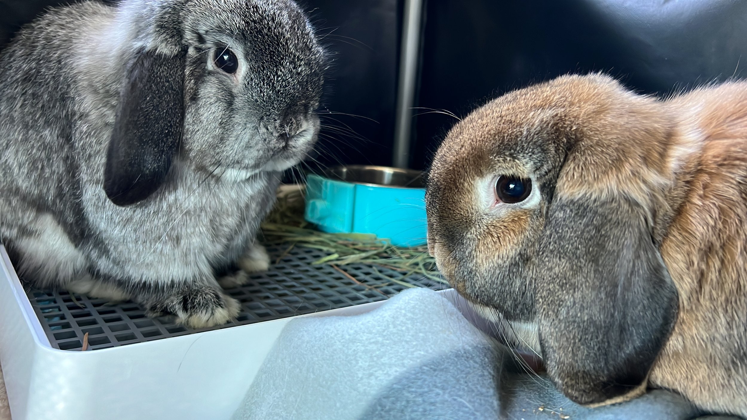 Mo B (left, two years old) and MoMo (right, three years old). They are quiet at the daytime. At night they jump around, make noise and ask for treats. - Ray K