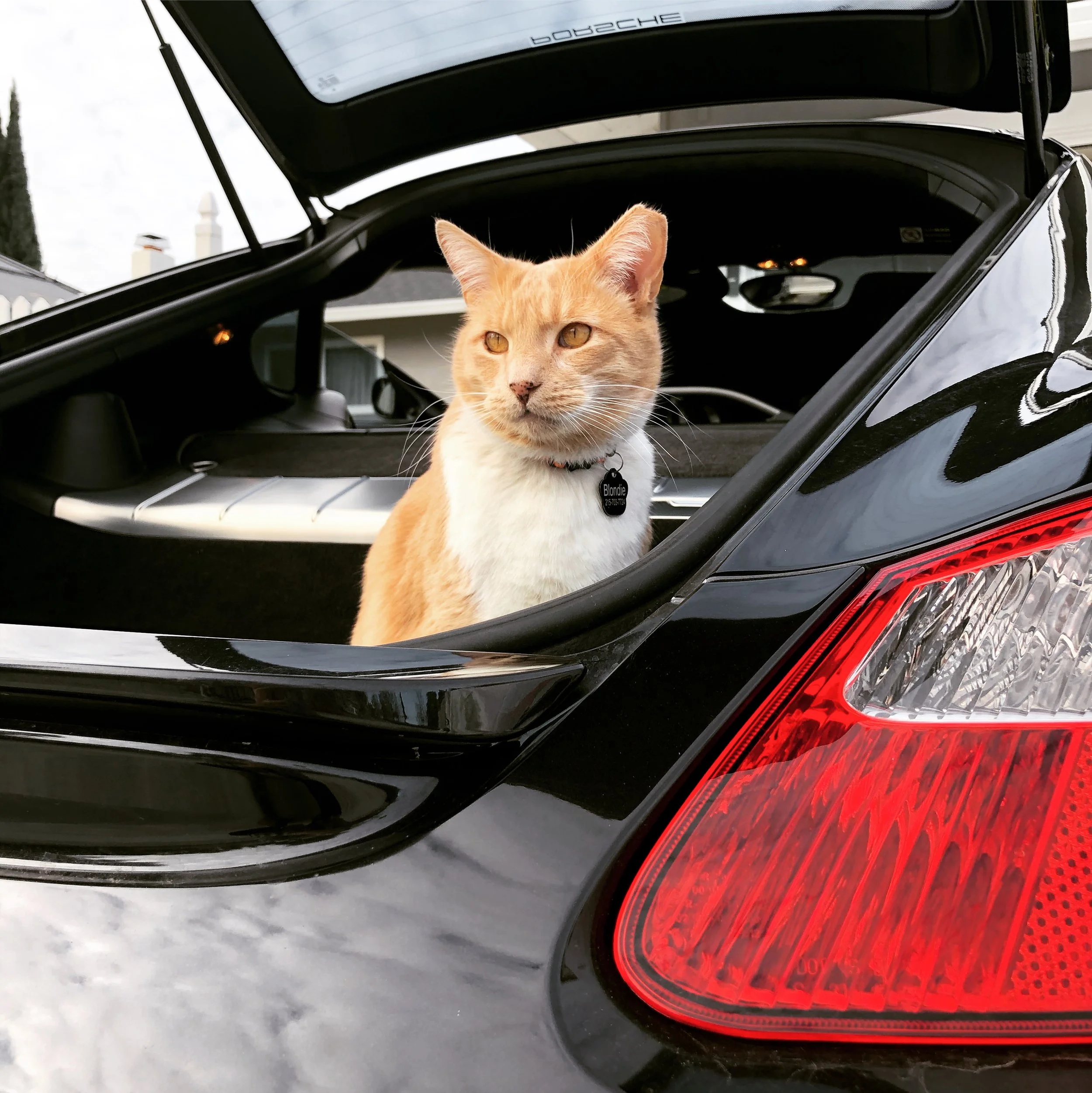 Blondie: Cardboard boxes are overrated. Porsche. There is no substitute.  - Tara S