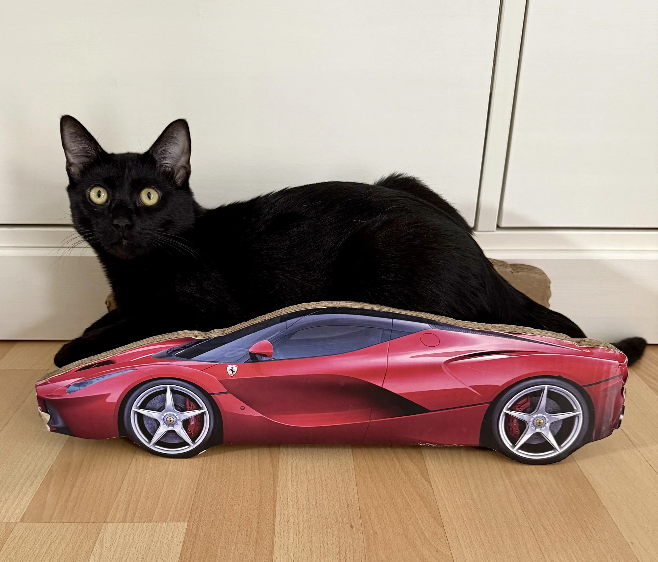 Diesel: Drive it like you stole it! 🐈‍⬛ - Tara S