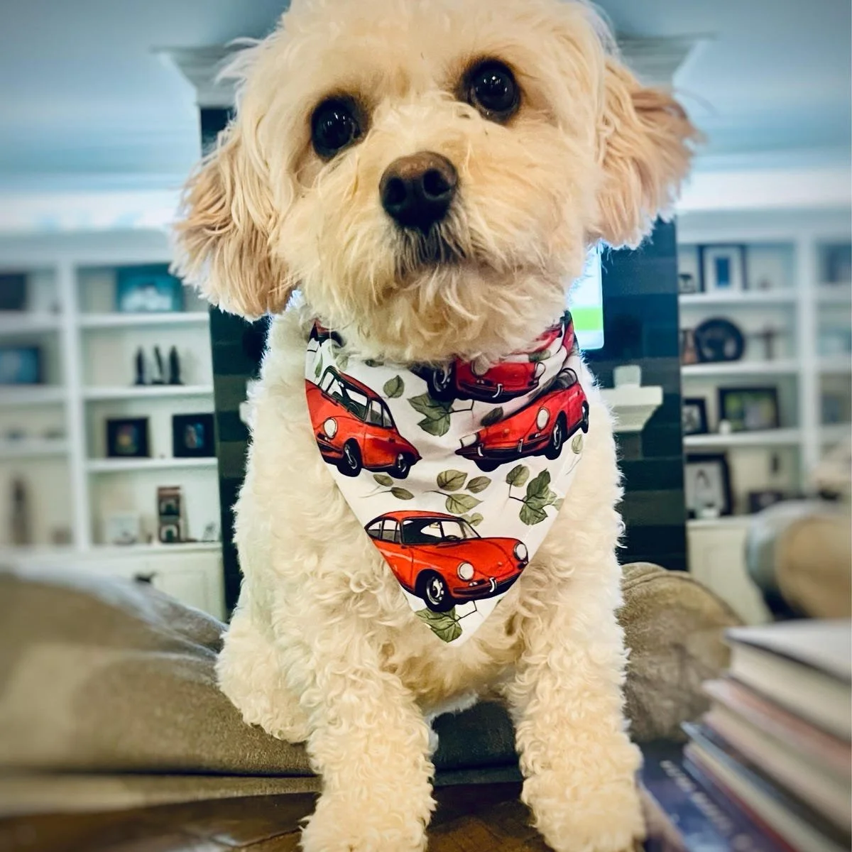1/2 This is Gusgus, a Cavachon male who is six years old. He is the most adorable, small sized, hypoallergenic little guy who loves people more than anything else.  - 