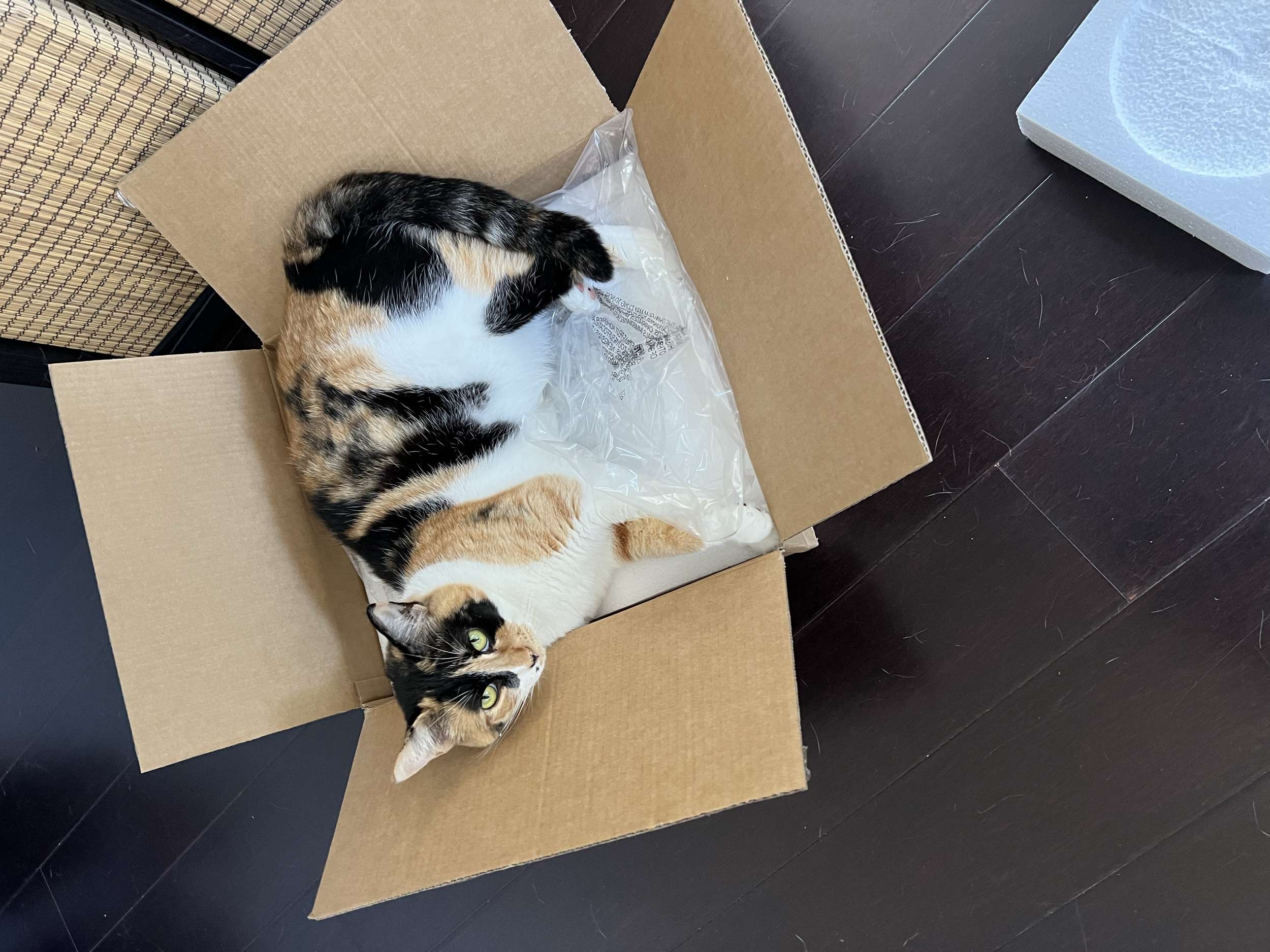 Spotty, our four-year old calico. A 12 lb ball of pure muscle, Officer Spot is a fierce protector of the household, always patrolling, inventorying, and supervising her siblings Nella and JinJin. Here she is taking possession of a box of valuables - 