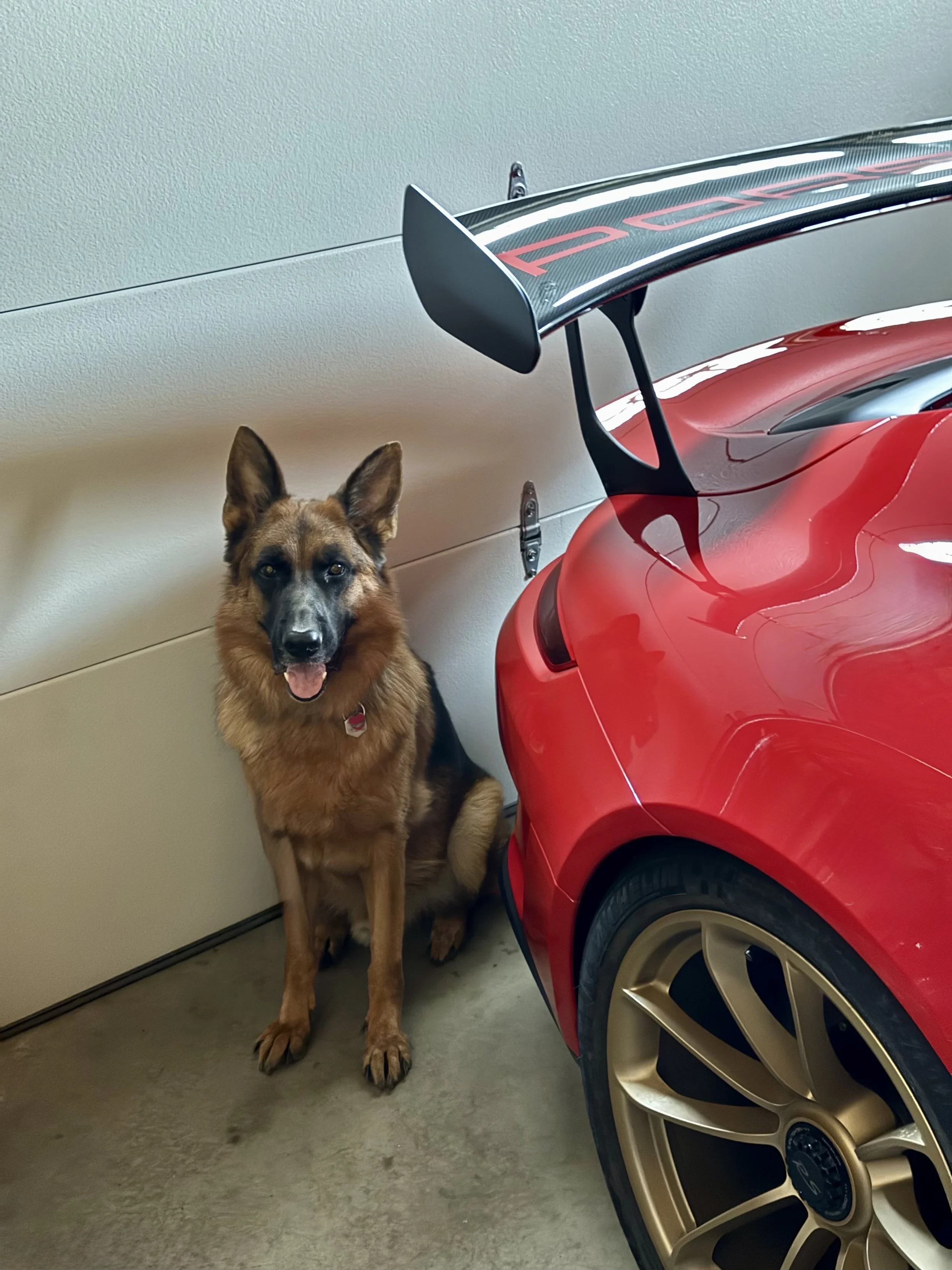 Ryker is a burst of energy and excitement! He loves chasing balls and splashing around in the pool. His ears perk up at every engine rev and exhaust rumble, convinced his parents are finally home. Loyal, goofy, and always on guard, he turns every Cay