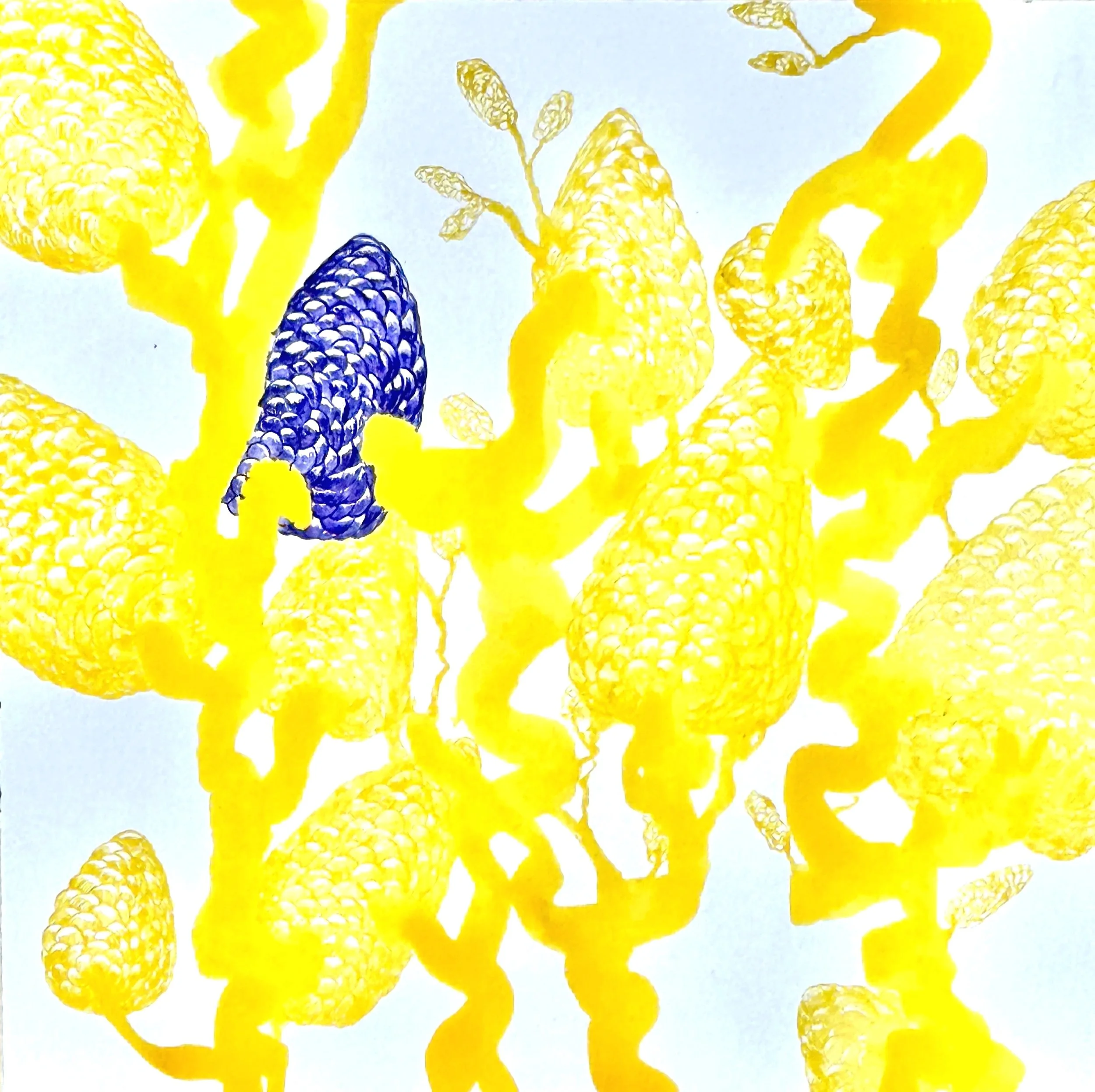 Beauté Impériale, 2025, Encre sur vélin d’Arches 300g, 31x31cm