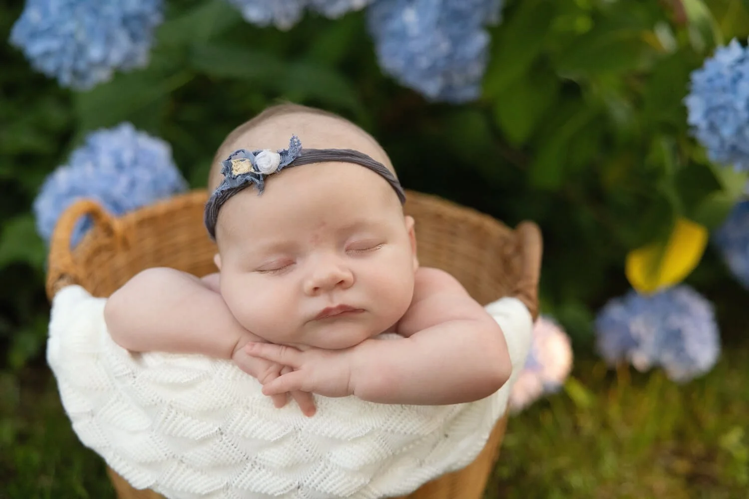 Outdoor newborn photo with blooming hydrangeas at Glencliff Manor, a historic wedding venue in Virginia. The image focuses on a baby in a basket, resting her head on her hands on the edge of the basket.