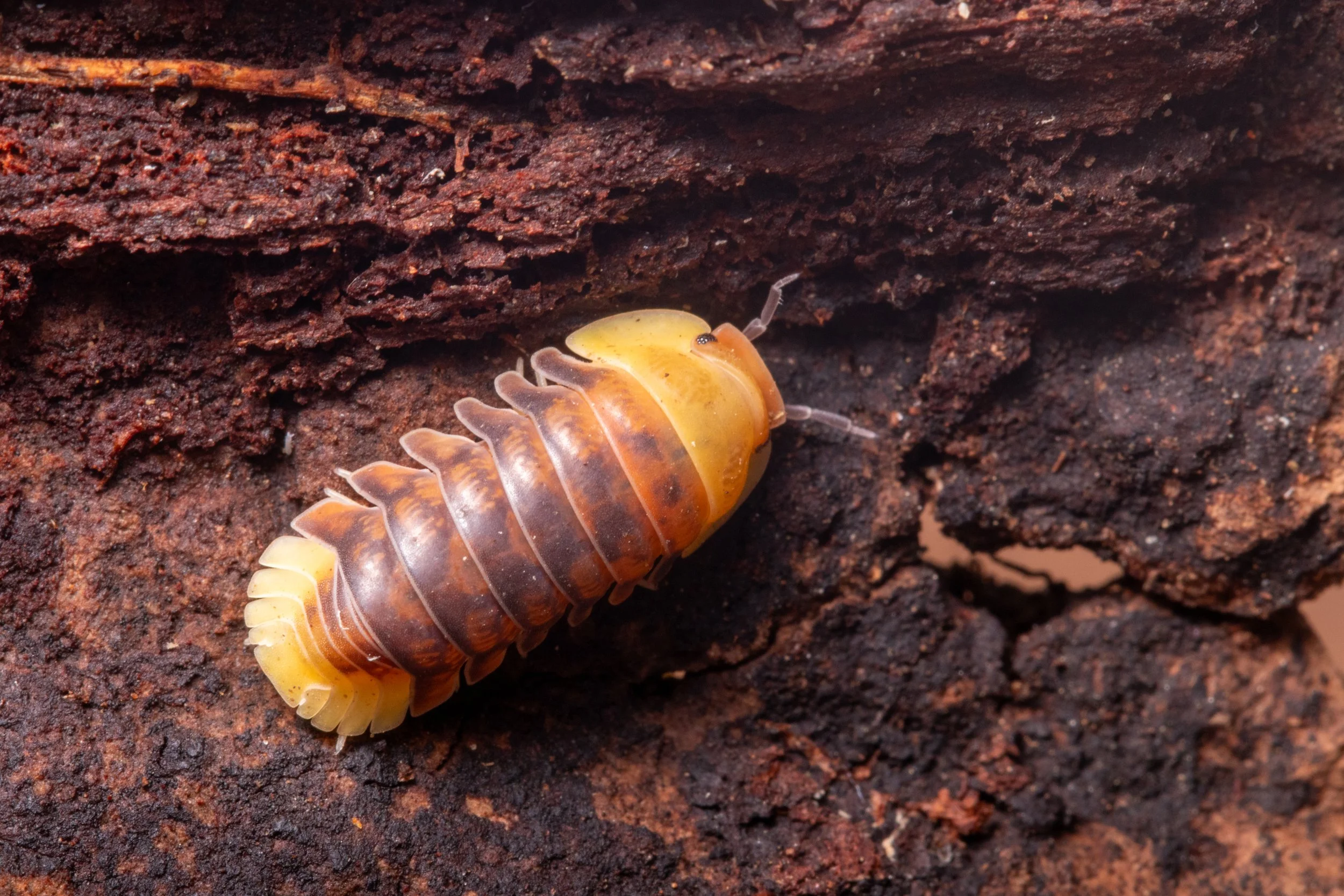 Amazing Arthropods