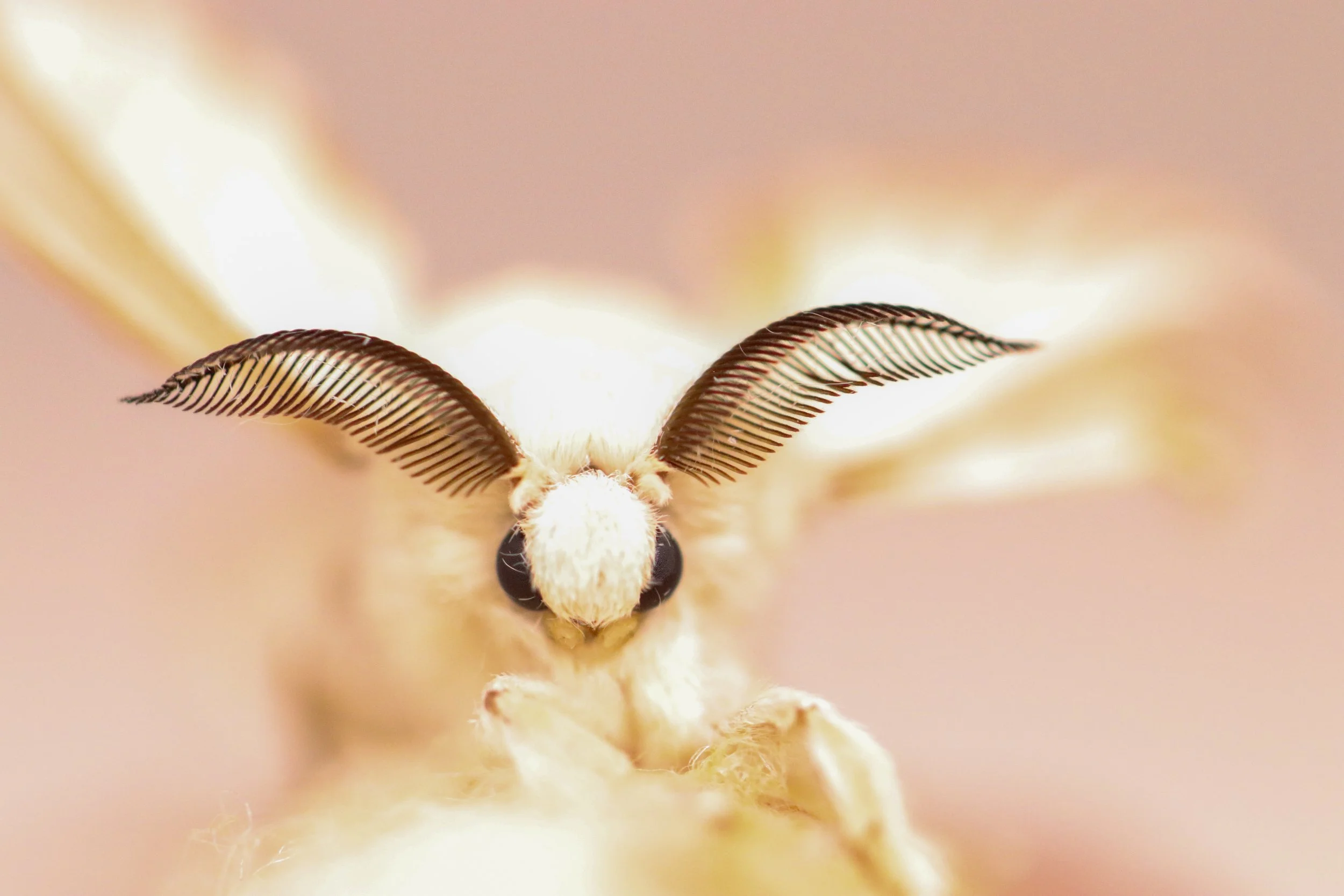 Insect Metamorphosis