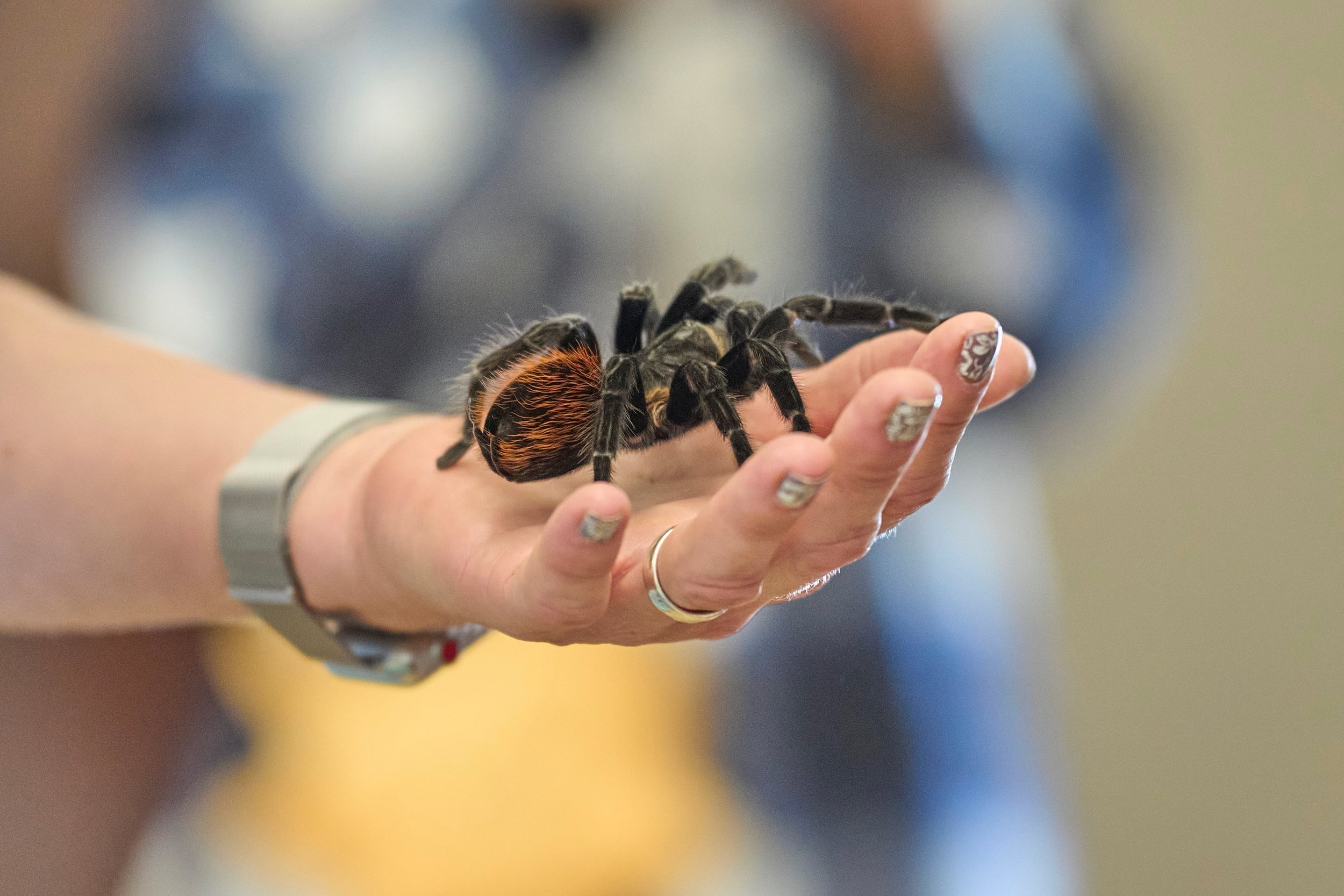 Beetlelady @ Danville Recreation Expo