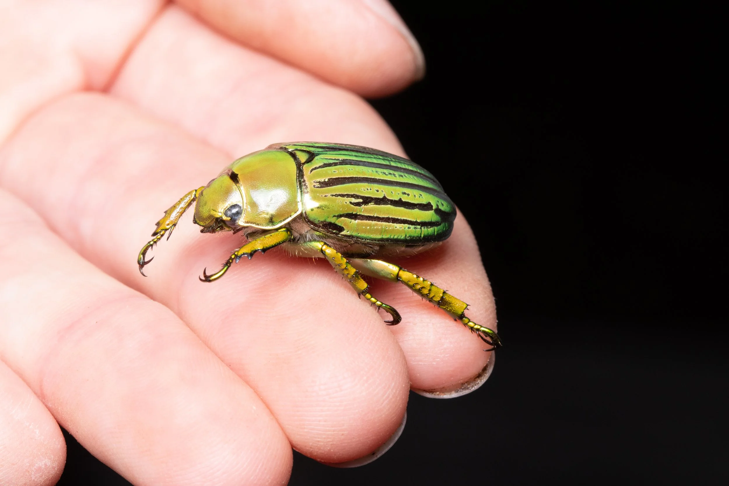 Beetlelady @ Carmel Library