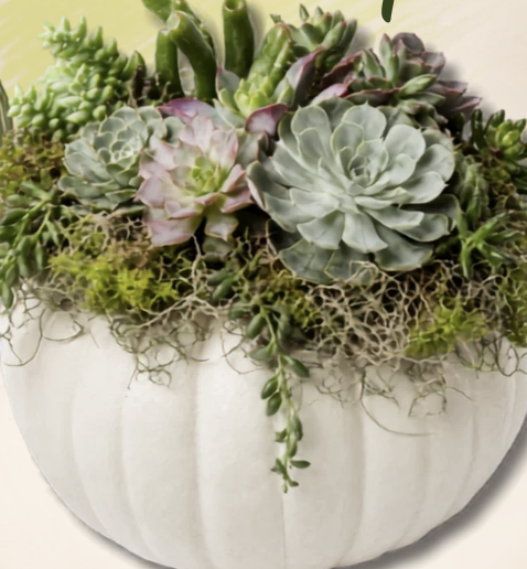 OCTOBER 9: PUMPKIN SUCCULENT CENTREPIECE WORKSHOP