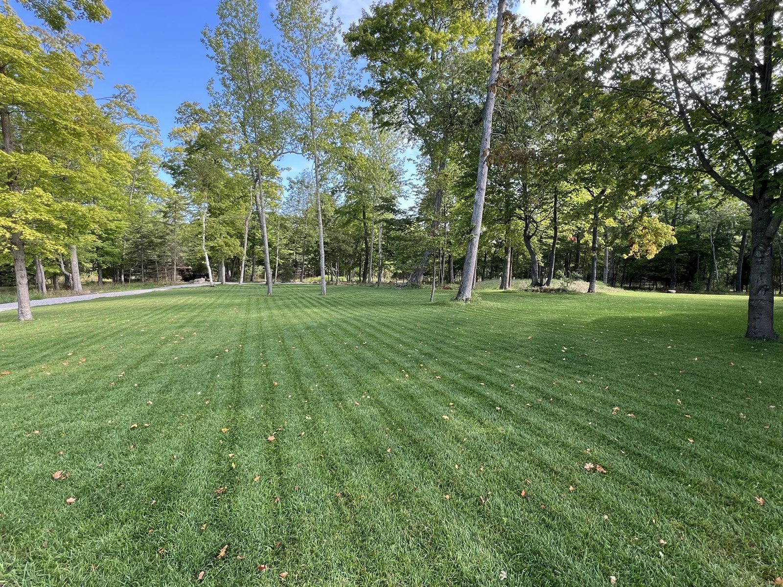 Manicured lawn with trees and blue sky in a park setting