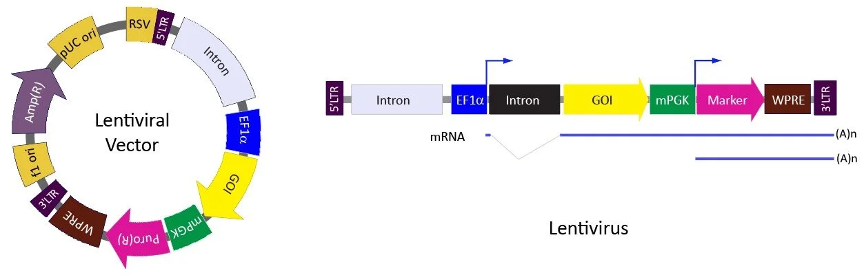 Diagram of the lentiviral vector and its components. The left side shows a circular schematic with various elements like U5, PBS, R, and other regions. The right side depicts a linear map of the lentivirus genome, including regions such as the 5' LTR, U3, R, packaging signal, EF1α promoter, intron, GOI, mPGK, marker, WPRE, and 3' LTR.