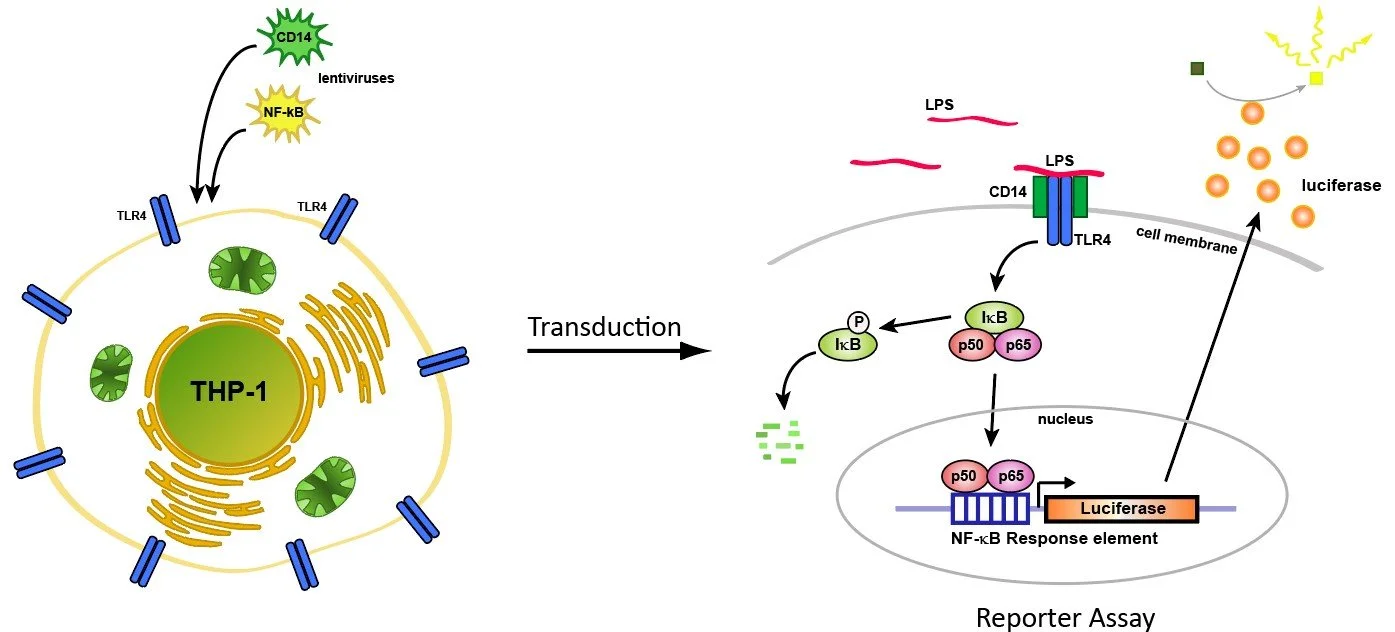 Diagram showing immune response to viruses. The left side depicts a cell with THP-1 label, virus particles, and TLR4 receptors. The right side illustrates transcription and reporter assay with labeled molecules, pathways, and luciferase expression.