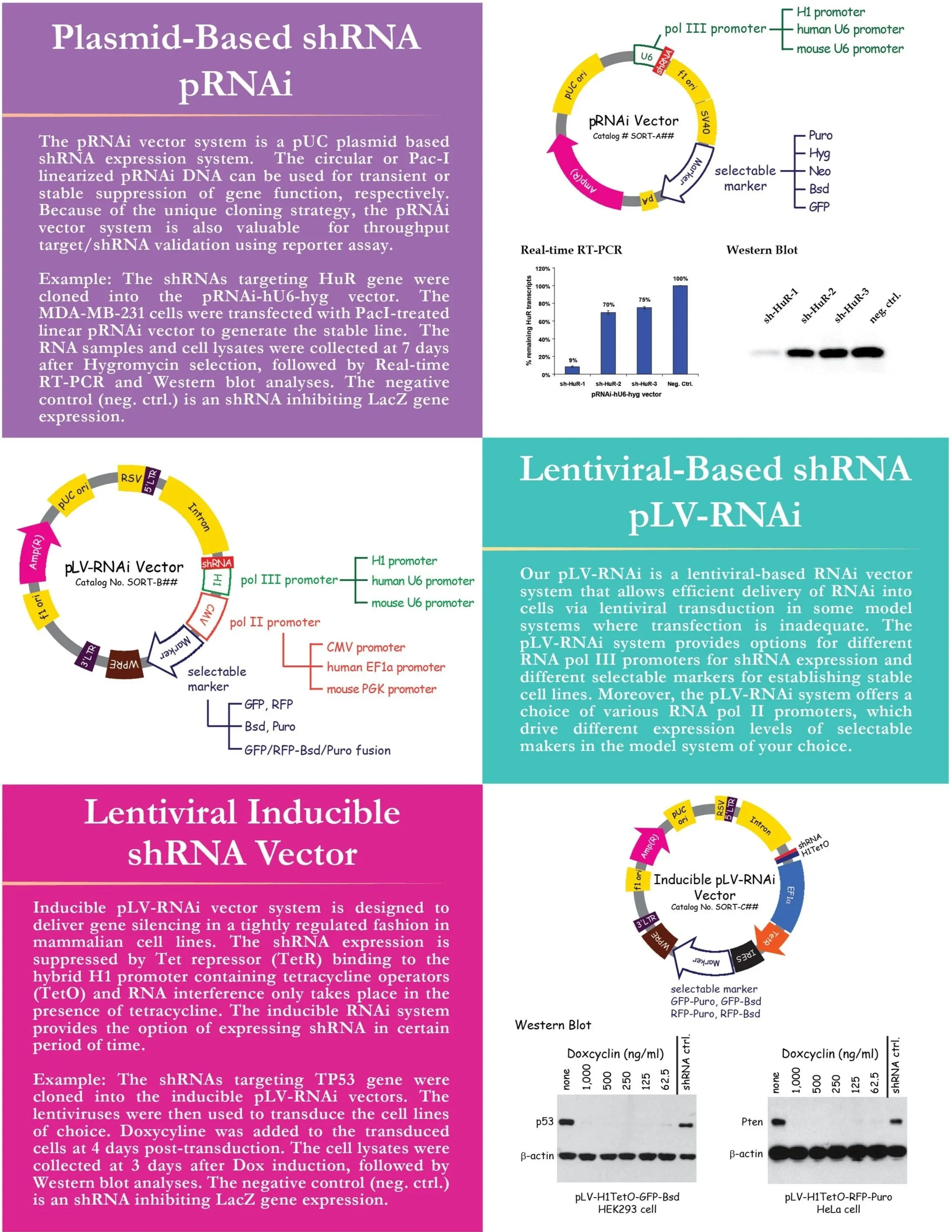 Diagram and description of different shRNA vectors, including plasmid maps and experimental results, used for gene silencing in research.