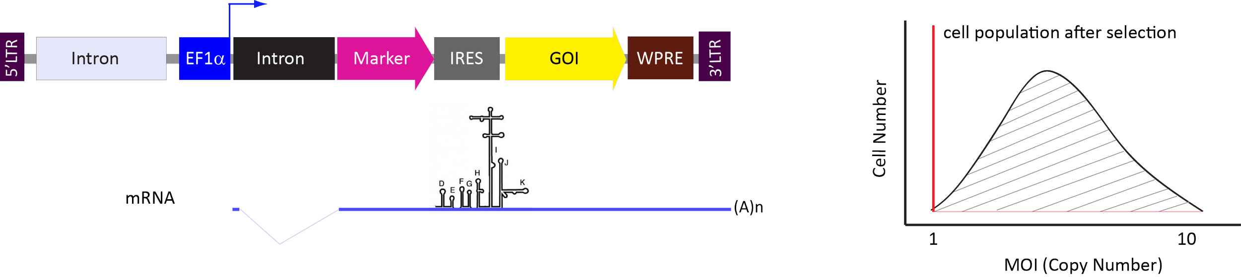 Diagram of a genetic workflow, including steps such as intron, EF1a, Marker, IRES, GOI, WPRE, and cell population after selection, with a graph showing cell number versus MOI (multiplicity of infection).