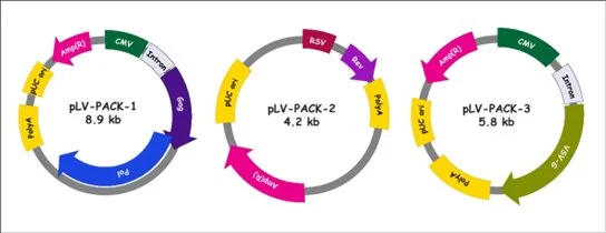Diagram showing three circular plasmids labeled pLV-PACK-1, pLV-PACK-2, and pLV-PACK-3, with respective sizes 8.9 kb, 4.2 kb, and 5.8 kb. Each plasmid contains color-coded gene segments such as AmpR, CMV, Puro, IRES, and others.