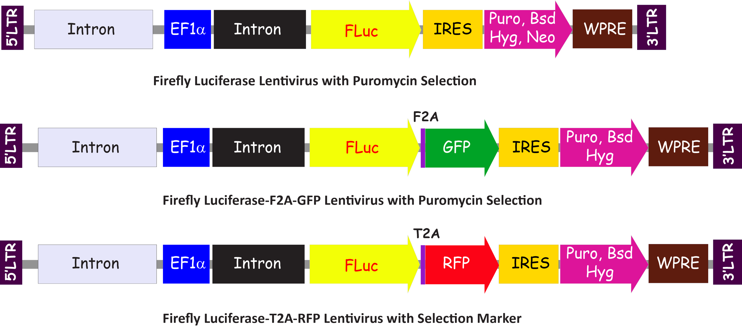 Diagram showing three constructs of firefly luciferase gene with various promoters, introns, and fluorescent proteins for lentivirus production and selection.