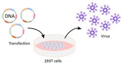 Diagram illustrating the process of DNA transfection into 293T cells, leading to virus production.