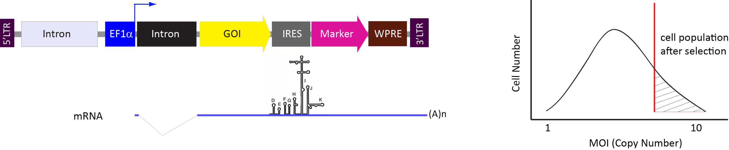 Diagram of a molecular biology process showing stages from mRNA transcription to cell population after selection, including a graph of cell number versus MOI (Multiplicity of Infection).
