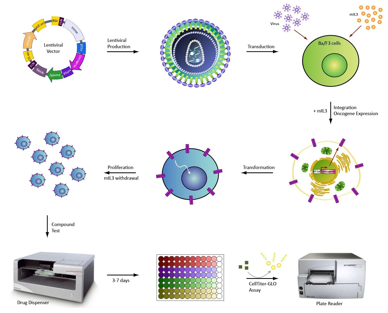 A scientific diagram illustrating a process involving lentiviral vector production, cell transduction, gene integration, cell transformation, proliferation, and testing with a drug dispenser, plate reader, and CellTiter-GLO assay.