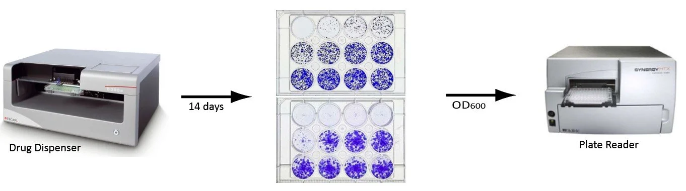 Diagram illustrating a process with three machines: a drug dispenser, a plate with circular wells holding blue-stained samples, and a plate reader. The process takes 14 days from the drug dispenser to the plate reader.