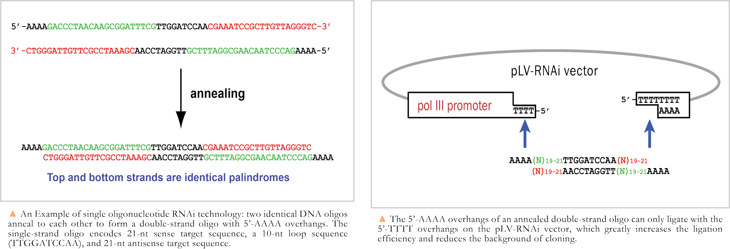 Diagram showing DNA sequences with palindromes, annealing process, and pLV-RNAi vector with promoter and target sequences, illustrating RNAi technology.