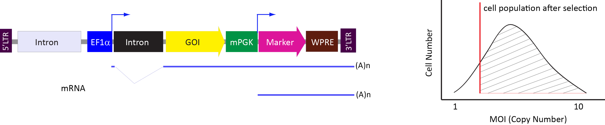 Diagram of a method for gene editing using viral vectors and CRISPR technology, showing stages including intron insertion, guide RNA (gRNA) creation, and cell population analysis.