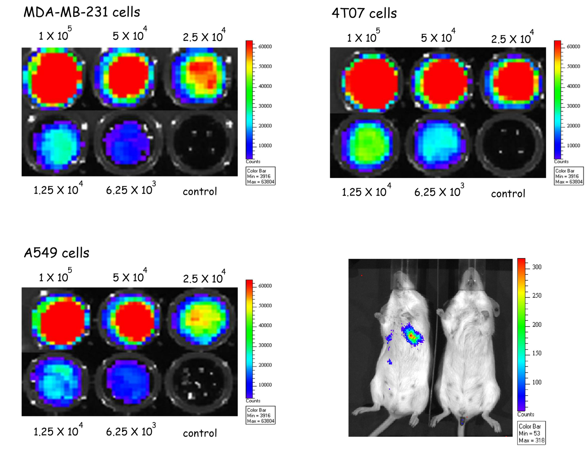 Analysis of mouse brain activity using PET scans with heatmaps showing regions with high and low activity, accompanied by a photograph of two mice.