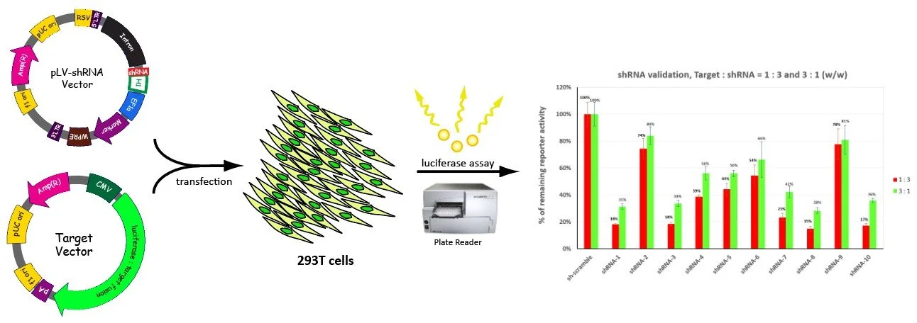 Diagram depicting an experiment involving transfection of target vector into 293T cells, followed by luciferase assay using a plate reader, with a bar graph showing the percentage of remaining reporter activity for different shRNA targets at ratios 1:3 and 3:1.