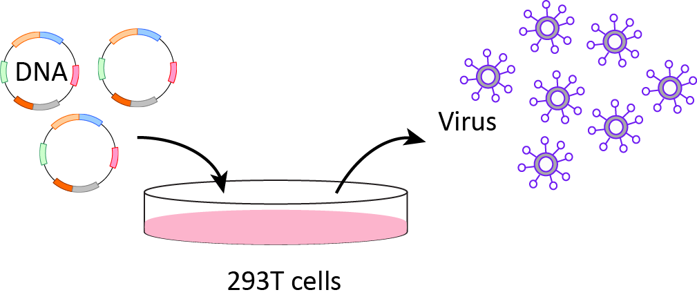 Diagram showing the process of mRNA vaccine development, including synthesis of mRNA, encapsulation in lipid nanoparticles, and delivery to cells to trigger immune response.