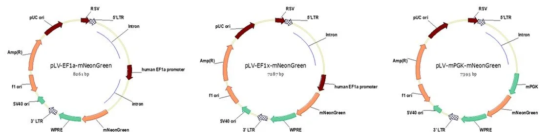 Diagram showing three plasmid DNA vectors with color-coded genetic elements such as promoters, genes, origins of replication, and other features.