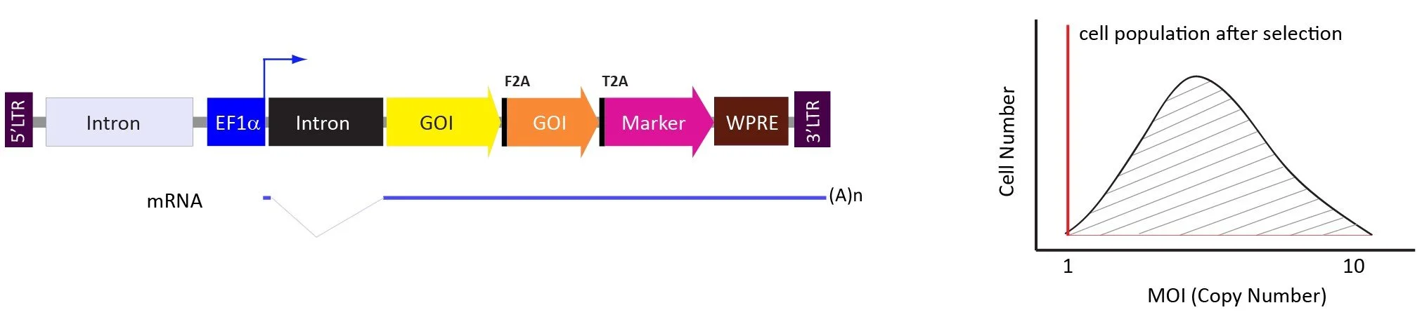 A diagram illustrating a molecular biology process involving DNA and mRNA, with labeled steps and a graph showing cell population after selection based on MOI (multiplicity of infection)