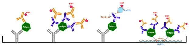 Diagram showing antibody-antigen interactions and Biotin binding to antibodies, including the presence of Human Recombinant Protein (HRP) and Avidin molecules.