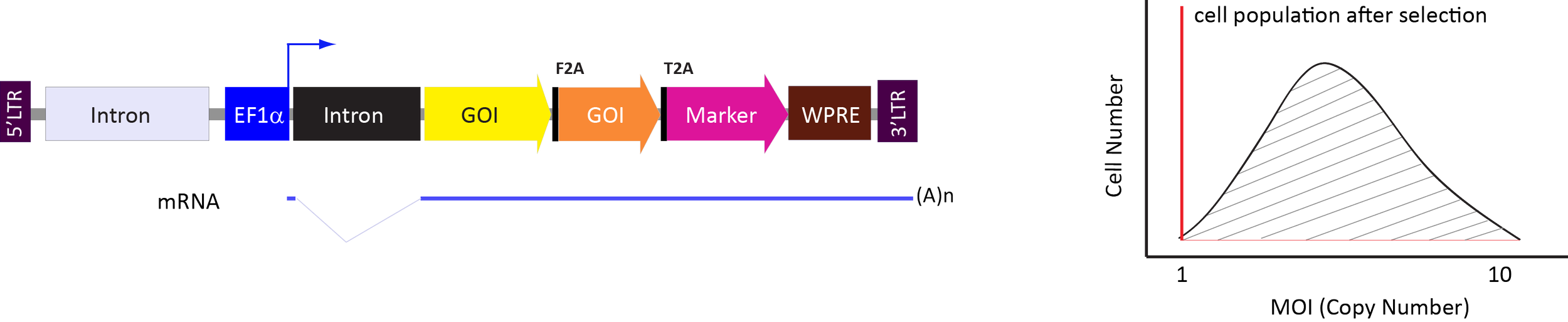 Diagram showing the steps of mRNA translation and a graph depicting cell population after selection by MOI, with cell number decreasing as MOI increases.