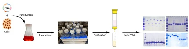 Diagram showing process of DNA extraction and analysis, including cell lysis, incubation, purification, and gel electrophoresis with SDS-PAGE.