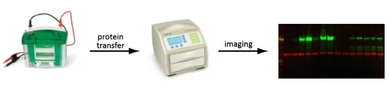Diagram showing the process of protein transfer and imaging, with three main components: a green laboratory device connected to cables, a scientific instrument in the middle, and an image of a protein gel with green and red bands on the right.