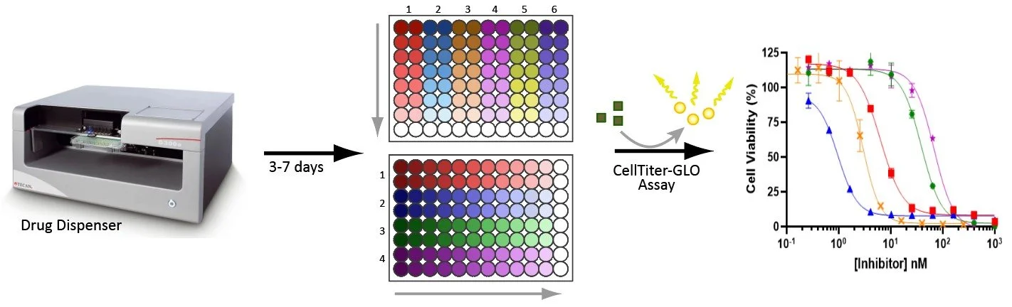 Diagram showing a drug dispenser machine on the left, with an arrow pointing to two sets of colored cell plates labeled 1 to 6 and 1 to 4, which are used in a CellTiter-GLO assay to measure cell viability across different inhibitor concentrations, represented by a graph on the right with multiple colored curves.